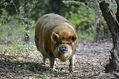 Kunekune (Sus scrofa domesticus) pig originating in New Zealand, Northern Vosges Regional Nature Park, France