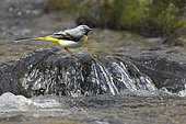 Grey Wagtail (Motacilla cinerea) on a rock in a stream, Regional Natural Park of the Vosges du Nord, France