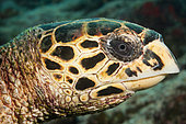 Head of Hawksbill Sea Turtle (Eretmochelys imbricata), Felidhu Atoll, Maldives