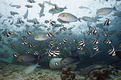 Shoal of Yellowfin Surgeonfish, Acanthurus xanthopterus, North Male Atoll, Maldives