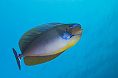 Bignose Unicornfish, Naso vlamingii, South Male Atoll, Maldives