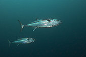 Dogtooth Tuna (Gymnosarda unicolor), South Male Atoll, Maldives