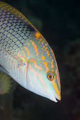 Checkerboard Wrasse (Halichoeres hortulans), South Male Atoll, Maldives