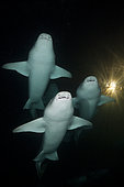 Group of Nurse Shark (Nebrius ferrugineus) at night, Felidhu Atoll, Maldives