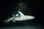 Nurse Shark (Nebrius ferrugineus) at night, Felidhu Atoll, Maldives