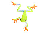 Red-eyed tree frog (Agalychnis callidryas) on white background