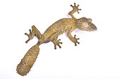 Leaf-tailed gecko (Uroplatus henkeli) on white background