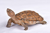 Giant Asian pond turtle (Heosemys grandis)
