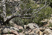 Philby partridge (Alectoris philbyi), Asir Mountains, Saudi Arabia