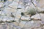 Male Philby partridge (Ammoperdix heyi) on cliff, Saudi Arabia