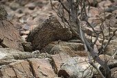 Female Philby partridge (Ammoperdix heyi), Saudi Arabia