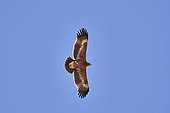 Steppe eagle (Aquila nipalensis) flying, 'Uruq Bani Ma'arid, Empty Quarter, Saudi Arabia