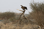 Lappet-faced vulture (Torgos tracheliatus) on up-side-down Acacia tortilis, Mahazat as-Sayd, Najd Plateau, Saudi Arabia