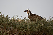 Lappet-faced vulture (Torgos tracheliatus) in nest on Acacia tortilis, Mahazat as-Sayd, Najd Plateau, Saudi Arabia