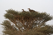 Lappet-faced vultures (Torgos tracheliatus), adult and chick in nest on Acacia tortilis, Mahazat as-Sayd, Najd Plateau, Saudi Arabia