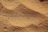 Tracks of caterpillar and gerboa crossing in the sand, 'Uruq Bani Ma'arid, Empty Quarter, Saudi Arabia