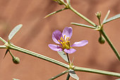 Wild flower (Fagonia indica), 'Uruq Bani Ma'arid, Empty Quarter, Saudi Arabia