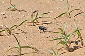 Checkerspot fly (Wohlfahrtia nuba), 'Uruq Bani Ma'arid, Empty Quarter, Saudi Arabia