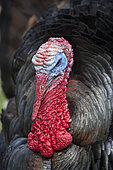 Bronze turkey, Sainte Croix park, Lorraine, france