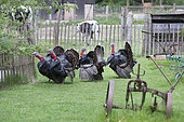 Bronze turkeys, Sainte Croix park, Lorraine, france