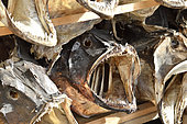 Dried cod heads in Reine Harbor in summer, Lofoten, Norway