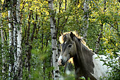 Icelandic horse in a forest of Birches, Kiruna region, Lapland, Sweden