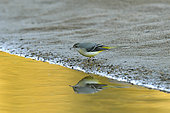 Grey Wagtail (Motacilla cinerea) feeding on the banks of the Loire at the end of the day, France