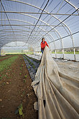 Les jardins de Théia Culture BIO, voile de protection pour le froid sur des tomates