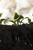 "Les jardins de Théia" Culture BIO Jura. Plants germination courge