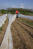 "Les jardins de Théia" Culture BIO. Voile de protection sur semis protection au gel