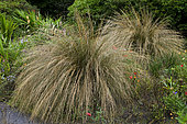 Carex comans Bronze Form