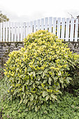 Aucuba 'Crotonifolia' in a garden