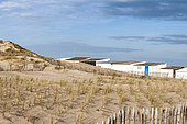 Setting of a dune with oyats plantations in winter, Pas de Calais, France