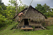 Man using a large bamboo as a ladder to climb the roof of his house, Pulau Siberut, Sumatra, Indonesia