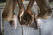 Man showing his tobacco coming from a store, Pulau Siberut, Sumatra, Indonesia