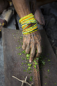 Man making poison for his arrows before hunting, Pulau Siberut, Sumatra, Indonesia
