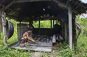 Man making poison for his arrows before hunting, Pulau Siberut, Sumatra, Indonesia
