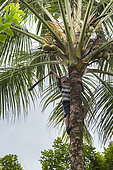 Boy climbing up a coconut tree to fetch a coconut, Pulau Siberut, Sumatra, Indonesia