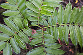 Galanga or Chinese ginger (Alpinia officinarum) used to treat stomach problems, Pulau Siberut, Sumatra, Indonesia