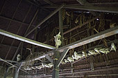 Skulls of farm animals killed by the owner of the house in a Uma, Pulau Siberut, Sumatra, Indonesia