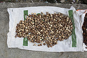 Betel nut drying in the sun and ready to be sold, Pulau Siberut, Sumatra, Indonesia