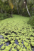 Water lettuces (Pistia statiotes) on a pond, Pulau Siberut, Sumatra, Indonesia