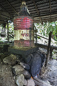 Two barrels of gasoline used to carry out the distillation process, Pulau Siberut, Sumatra, Indonesia