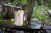 Distillate after distillation and separation of water and patchouli oil, Pulau Siberut, Sumatra, Indonesia