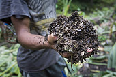 Patchouli oil producer showing the residue of patchouli leaves after distillation, Pulau Siberut, Sumatra, Indonesia