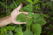 Patchouli oil producer showing a patchouli plant, Pulau Siberut, Sumatra, Indonesia