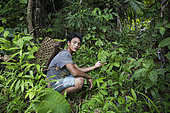 Patchouli oil producer, Pulau Siberut, Sumatra, Indonesia