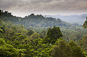 Landscape of the tropical rainforest of Pulau Siberut, Sumatra, Indonesia