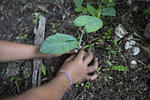 Young boy planting a young plant of Taro in a garden, Pulau Siberut, Sumatra, Indonesia