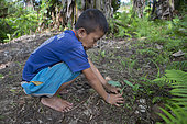 Young boy planting a young plant of Taro in a garden, Pulau Siberut, Sumatra, Indonesia